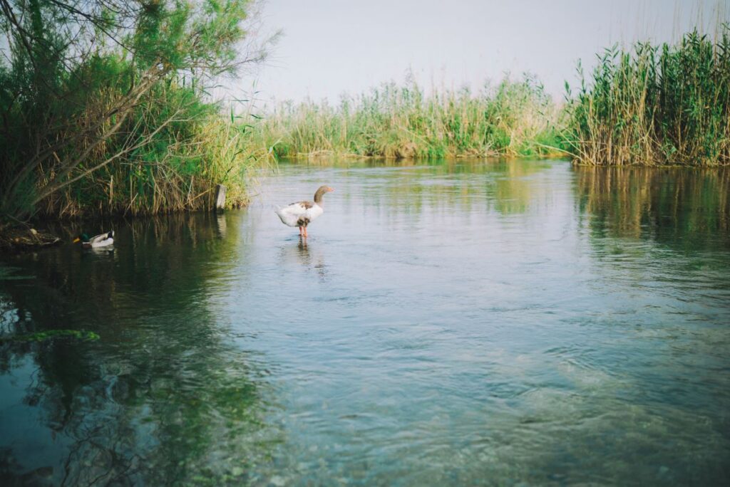 ducks and wildlife in a river ecosystem