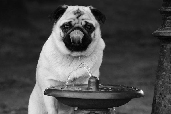 11 of the Best Dog Parks in the U.S.