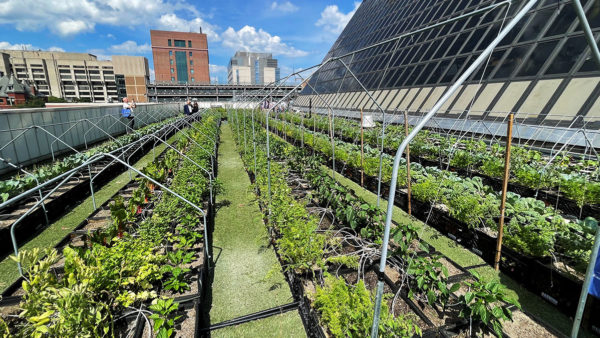 Bmc Roof Garden 600x338